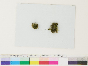  ( - CCDB-33286-F04)  @11 [ ] CreativeCommons - Attribution (2018) CBG Photography Group Centre for Biodiversity Genomics