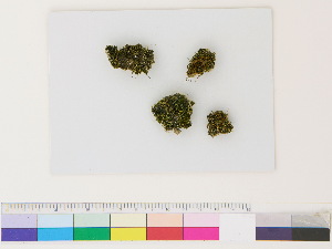  ( - CCDB-33286-G04)  @11 [ ] CreativeCommons - Attribution (2018) CBG Photography Group Centre for Biodiversity Genomics