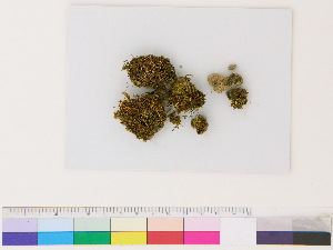  ( - CCDB-33286-H04)  @11 [ ] CreativeCommons - Attribution (2018) CBG Photography Group Centre for Biodiversity Genomics