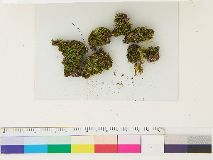  ( - CCDB-33287-A09)  @11 [ ] CreativeCommons - Attribution (2018) CBG Photography Group Centre for Biodiversity Genomics