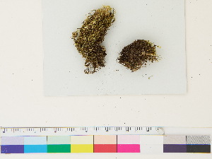  ( - CCDB-33287-B09)  @11 [ ] CreativeCommons - Attribution (2018) CBG Photography Group Centre for Biodiversity Genomics
