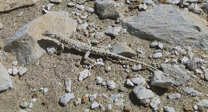 ( - AMC011_1)  @11 [ ] Copyright (2015) Dan Cogalniceanu University Ovidius Constanta, Romania