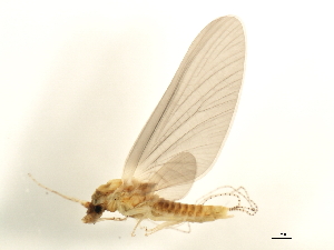  (Ephemerella sp.LJ4 - 10LJMAY-009)  @14 [ ] CreativeCommons - Attribution (2010) CBG Photography Group Centre for Biodiversity Genomics