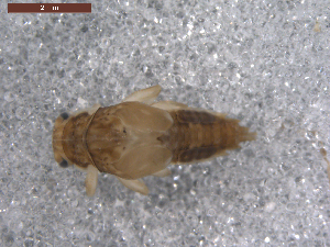  (Ephemerella sp. LJ3 - BIOUG00639-H09)  @12 [ ] CreativeCommons - Attribution (2011) Centre for Biodiversity Genomics Centre for Biodiversity Genomics