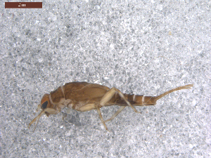  (Ephemerella crenula - BIOUG00639-H11)  @12 [ ] CreativeCommons - Attribution (2011) Centre for Biodiversity Genomics Centre for Biodiversity Genomics