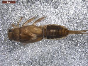  (Ephemerella hispida - BIOUG00640-A04)  @12 [ ] CreativeCommons - Attribution (2011) Centre for Biodiversity Genomics Centre for Biodiversity Genomics