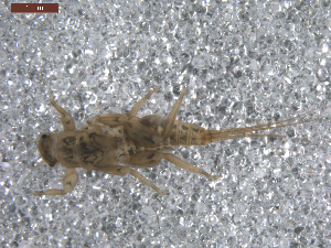  (Leptohyphes zalope - BIOUG00640-H01)  @13 [ ] CreativeCommons - Attribution (2011) Centre for Biodiversity Genomics Centre for Biodiversity Genomics