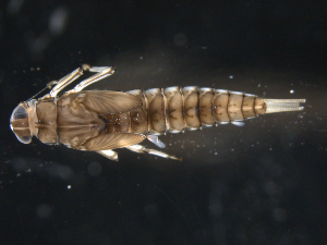  (Camelobaetidius mexicanus - BIOUG00641-H04)  @13 [ ] CreativeCommons - Attribution (2011) Jeffrey M. Webb Centre for Biodiversity Genomics