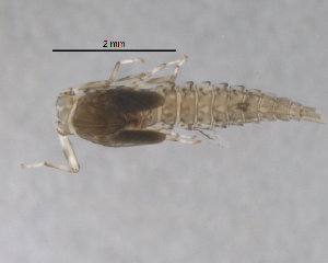  (Camelobaetidius spPARA1 - BIOUG00642-B02)  @13 [ ] CreativeCommons - Attribution (2011) Centre for Biodiversity Genomics Centre for Biodiversity Genomics