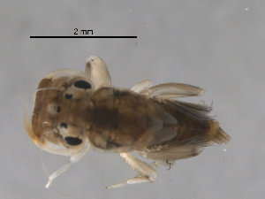  (Hydrosmilodon spPARA1 - BIOUG00642-B04)  @12 [ ] CreativeCommons - Attribution (2011) Centre for Biodiversity Genomics Centre for Biodiversity Genomics