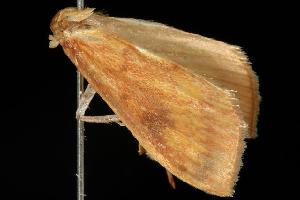  ( - 06-NSWL-00146)  @12 [ ] CreativeCommons - Attribution (2010) CBG Photography Group Centre for Biodiversity Genomics