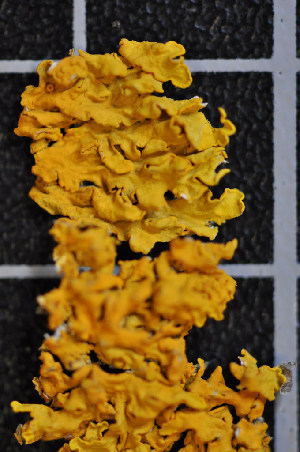  (Xanthoria aureola - LL12)  @11 [ ] CreativeCommons - Attribution Non-Commercial Share-Alike (2011) Louise Lindblom University of Bergen
