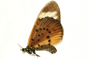  (Acraea encedon - AC0120-8002068)  @12 [ ] CreativeCommons - Attribution (2010) CBG Photography Group Centre for Biodiversity Genomics