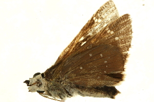  ( - AC0242-8002471)  @12 [ ] CreativeCommons - Attribution (2010) CBG Photography Group Centre for Biodiversity Genomics