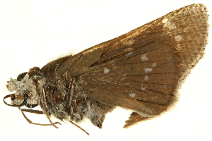  ( - AC0244-8001552)  @12 [ ] CreativeCommons - Attribution (2010) CBG Photography Group Centre for Biodiversity Genomics