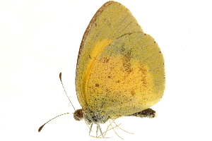  (Eurema brigitta pulchella - AC0283-8033862)  @14 [ ] CreativeCommons - Attribution (2010) CBG Photography Group Centre for Biodiversity Genomics