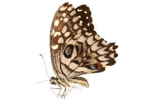  (Papilio erithonioides - AC0386-8002411)  @12 [ ] CreativeCommons - Attribution (2010) CBG Photography Group Centre for Biodiversity Genomics