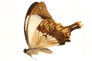  (Papilio dardanus meriones - AC0390-8034651)  @13 [ ] CreativeCommons - Attribution (2010) CBG Photography Group Centre for Biodiversity Genomics