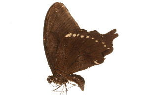  (Papilio epiphorbas - AC0399-8000421)  @12 [ ] CreativeCommons - Attribution (2010) CBG Photography Group Centre for Biodiversity Genomics