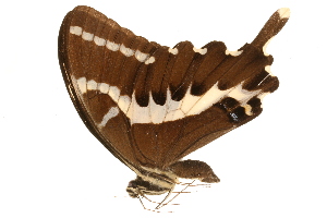  (Papilio delalandei - AC0419-8033881)  @13 [ ] CreativeCommons - Attribution (2010) CBG Photography Group Centre for Biodiversity Genomics