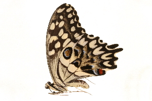  (Papilio grosesmithi - AC0422-8034793)  @12 [ ] CreativeCommons - Attribution (2010) CBG Photography Group Centre for Biodiversity Genomics