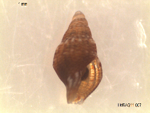  (Anachis avaroides - LMBAG11-007)  @11 [ ] Unspecified (default): All Rights Reserved  Unspecified Universidade do Minho
