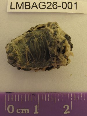  ( - LMBAG26-001)  @11 [ ] Unspecified (default): All Rights Reserved  Unspecified Unspecified
