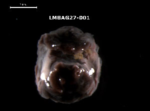  ( - LMBAG27-001)  @11 [ ] Unspecified (default): All Rights Reserved  Unspecified Unspecified