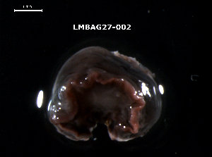  ( - LMBAG27-002)  @11 [ ] Unspecified (default): All Rights Reserved  Unspecified Unspecified