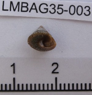  (Calliostoma virescens - LMBAG35-003)  @13 [ ] Unspecified (default): All Rights Reserved  Unspecified Unspecified