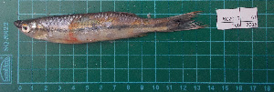  (Luciosoma bleekeri - KC2015-61)  @12 [ ] CreativeCommons - Attribution Non-Commercial Share-Alike (2015) IFReDI Inland Fisheries Research and Development Institute