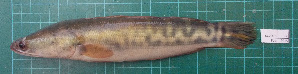  (Channa micropeltes - KC2015-66)  @14 [ ] CreativeCommons - Attribution Non-Commercial Share-Alike (2015) IFReDI Inland Fisheries Research and Development Institute