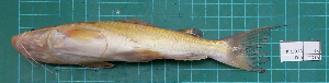  ( - KR2015-13)  @11 [ ] Creative Commons  Attribution Non-Commercial Share-Alike (2015) IFReDI Inland Fisheries Research and Development Institute