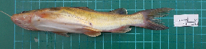  ( - KR2015-14)  @11 [ ] Creative Commons  Attribution Non-Commercial Share-Alike (2015) IFReDI Inland Fisheries Research and Development Institute