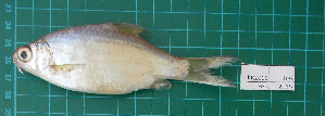  ( - KR2015-166)  @12 [ ] CreativeCommons - Attribution Non-Commercial Share-Alike (2015) IFReDI Inland Fisheries Research and Development Institute