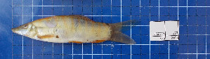 ( - KR2015-137)  @11 [ ] Creative Commons  Attribution Non-Commercial Share-Alike (2015) IFReDI Inland Fisheries Research and Development Institute