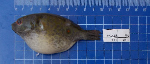  (Tetraodon cochinchinensis - KR2015-161)  @11 [ ] Creative Commons  Attribution Non-Commercial Share-Alike (2015) IFReDI Inland Fisheries Research and Development Institute