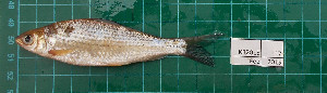  ( - KR2015-17)  @11 [ ] Creative Commons  Attribution Non-Commercial Share-Alike (2015) IFReDI Inland Fisheries Research and Development Institute