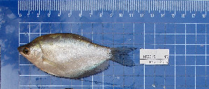  ( - KR2015-40)  @11 [ ] Creative Commons  Attribution Non-Commercial Share-Alike (2015) IFReDI Inland Fisheries Research and Development Institute
