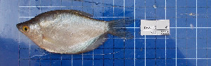  ( - KR2015-41)  @11 [ ] Creative Commons  Attribution Non-Commercial Share-Alike (2015) IFReDI Inland Fisheries Research and Development Institute