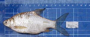  ( - KR2015-67)  @12 [ ] CreativeCommons - Attribution Non-Commercial Share-Alike (2015) IFReDI Inland Fisheries Research and Development Institute