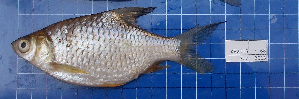  ( - KR2015-68)  @11 [ ] CreativeCommons - Attribution Non-Commercial Share-Alike (2015) IFReDI Inland Fisheries Research and Development Institute