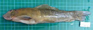  (Gyrinocheilus pennocki - RK2015-111)  @11 [ ] Creative Commons  Attribution Non-Commercial Share-Alike (2015) IFReDI Inland Fisheries Research and Development Institute