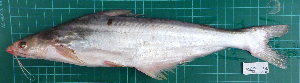  (Helicophagus leptorhynchus - RK2015-116)  @11 [ ] Creative Commons  Attribution Non-Commercial Share-Alike (2015) IFReDI Inland Fisheries Research and Development Institute