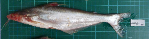  ( - RK2015-117)  @11 [ ] Creative Commons  Attribution Non-Commercial Share-Alike (2015) IFReDI Inland Fisheries Research and Development Institute