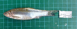  ( - RK2015-47)  @11 [ ] Creative Commons  Attribution Non-Commercial Share-Alike (2015) IFReDI Inland Fisheries Research and Development Institute