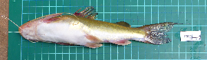  ( - SP2015-4)  @11 [ ] Creative Commons  Attribution Non-Commercial Share-Alike (2015) IFReDI Inland Fisheries Research and Development Institute