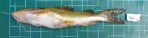  ( - SP2015-5)  @11 [ ] Creative Commons  Attribution Non-Commercial Share-Alike (2015) IFReDI Inland Fisheries Research and Development Institute