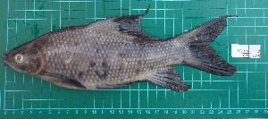  (Labeo chrysophekadion - ST2015-2)  @13 [ ] CreativeCommons - Attribution Non-Commercial Share-Alike (2015) IFReDI Inland Fisheries Research and Development Institute