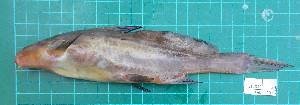  (Bagrichthys obscurus - ST2015-24)  @11 [ ] CreativeCommons - Attribution Non-Commercial Share-Alike (2015) IFReDI Inland Fisheries Research and Development Institute